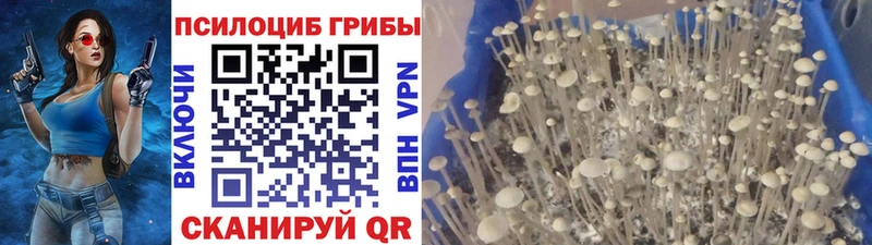 Галлюциногенные грибы GOLDEN TEACHER  ссылка на мегу tor  Ростов 